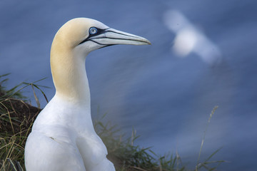 Northern Gannet, adult portrait, Bass Rock, Scotland, United Kingdom.
