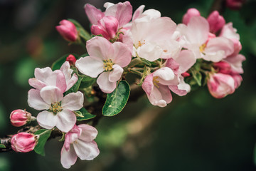 Apple tree branch blooming beautiful in pink and white