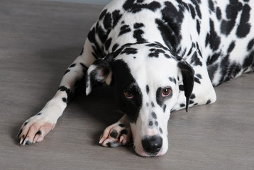 Dalmatian dog in a red bow tie in stylish gray-steel interior. Wallpapers with monograms