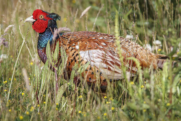 Common Pheasant, adult male, Bempton, United Kingdom.