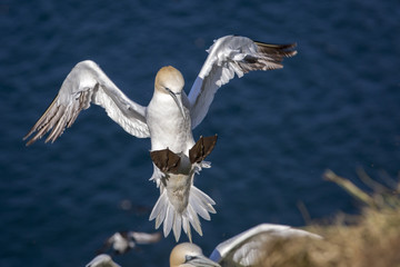 Northern Gannet, adults in flight, Bass Rock, Scotland, United Kingdom.