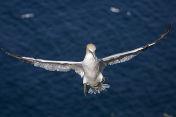 Northern Gannet, adults in flight, Bass Rock, Scotland, United Kingdom.