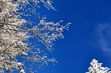 Zweige mit Eiskristallen vor strahlend blauem Winterhimmel