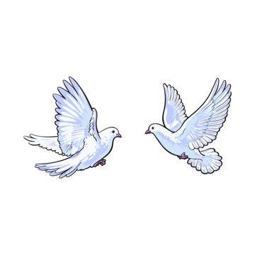 Two free flying white doves, sketch vector illustration isolated on white background. Realistic hand drawn couple of white doves, pigeons flapping wings, symbol of love and romance, marriage icon