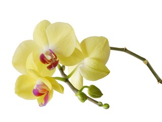 yellow flower of orchid close up