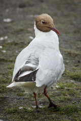 Black-Headed Gull, adult with summer plumage, Farne Islands, United Kingdom.