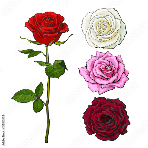 "Pink, white, deep red open rose bud and flower with green leaves