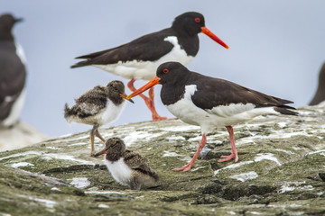 Eurasian Oystercatcher, adult and chick, Farne Islands, United Kingdom.
