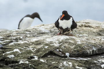 Fototapeta premium Eurasian Oystercatcher, adult and chick, Farne Islands, United Kingdom.