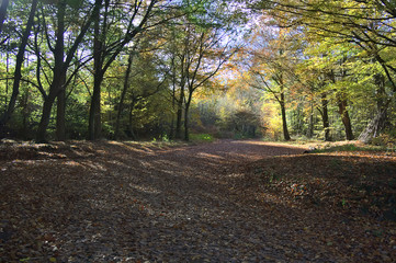 Naklejka premium Autumn in Wentwood, Gwent, Wales