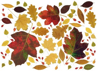 multicolor leaves at autumn