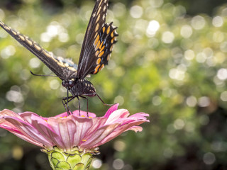 Eastern tiger swallowtail, Papilio glaucus