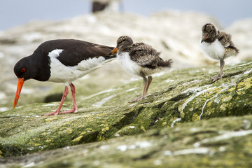 Eurasian Oystercatcher, adult and chick, Farne Islands, United Kingdom. © Brais Seara
