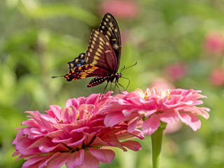 Fototapeta na wymiar Eastern tiger swallowtail, Papilio glaucus