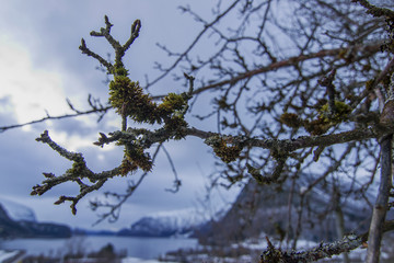 Moss on the old apple tree
