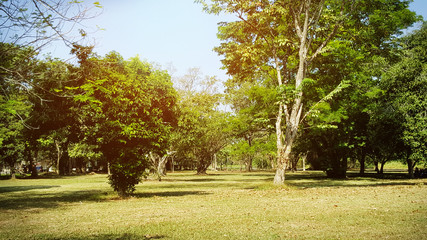green grass field in big city park