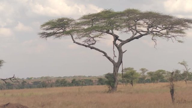 CLOSE UP: Fascinating savannah grassland and acacia tree woodland in hot Africa
