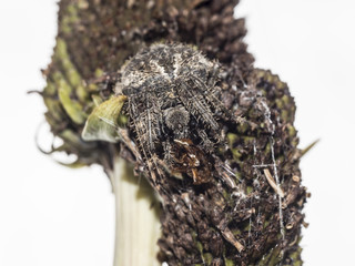 American house spider