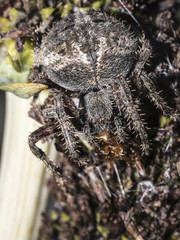 American house spider