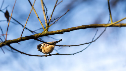 Parus Ater - Chapim Carvoeiro - Wild Bird in a Branch