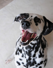 Dalmatian dog close up portrait