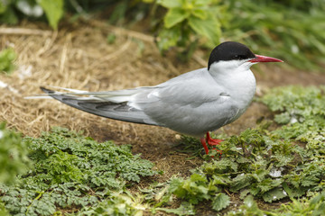 Arctic Tern, adult on island floor, Farne Islands, United Kingdom.