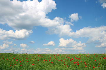 poppies flower meadow and blue sky with clouds landscape