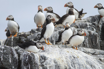 Atlantic Puffin, adult on cliff,Farne Islands, United Kingdom