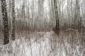 winter landscape in mixed birch and aspen forest
