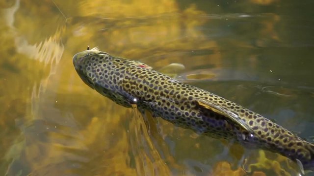 Under water shot of Brown trout swimming around a natural stream. The light catches them to show why they are called Brown trout.