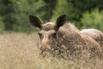 Moose in high grass