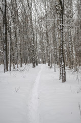 winter landscape in mixed birch and aspen forest

