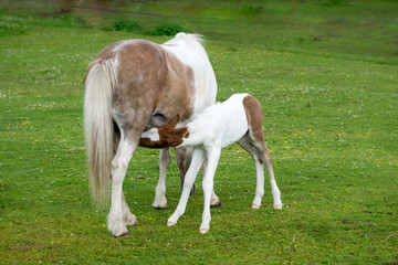 Icelandic horse mare feeding her young foal