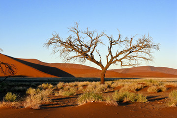 Fototapeta na wymiar Dunes in the Namib