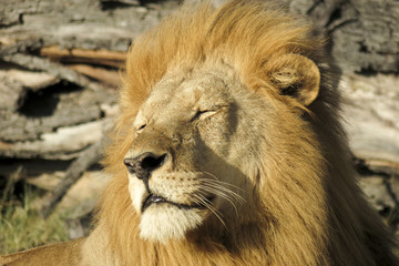Lion in Sun