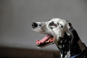 Dalmatian Dog in jeans cravat. Portrait on a light background with free space for text or design