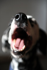 A very large dalmatian dog portrait. The nose and open mouth of the focus