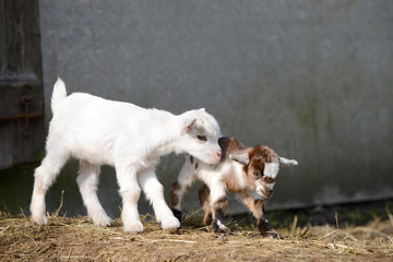 goat kids standing  on straw in frond of shed
