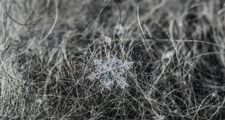 real snowflake closeup on grey wool