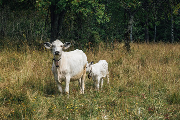 Cow and Calf