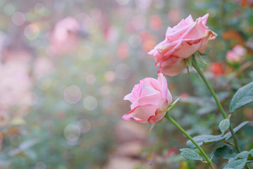 Pink roses in soft light.