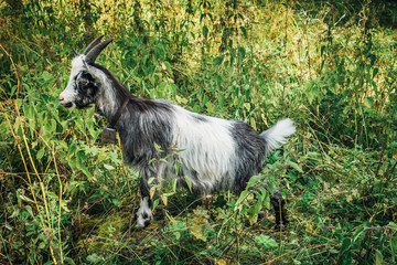 Obraz premium Goat with bell