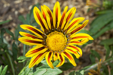 Gazania flowers colored yellow and Red