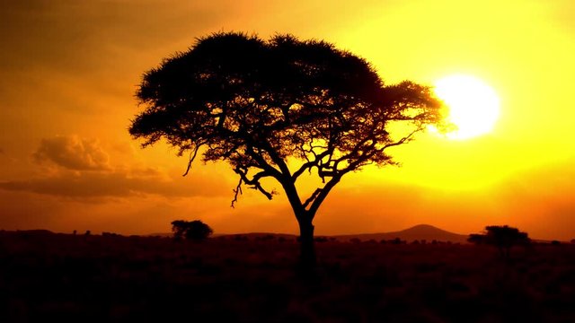 CLOSE UP: Sun rising behind silhouetted acacia tree in savanna wilderness