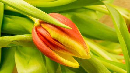 Tulpenblüte in Rot-Gelb mit Grün im Hintergrund