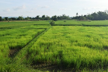 Green Rice Field and Trees in the Philippines