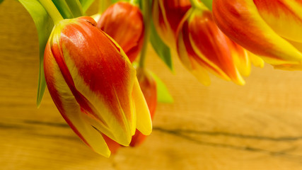 Tulpenblüten in Rot-Gelb mit Holzhintergrund