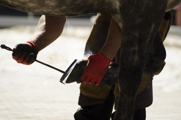 Farrier at work.