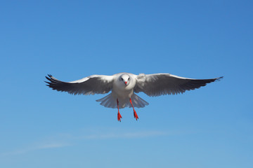 The bird is flying against the blue sky - Black-headed Gull - 132849063