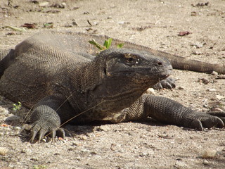 Komodo dragon